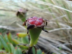 Lampranthus fugitans fruit
